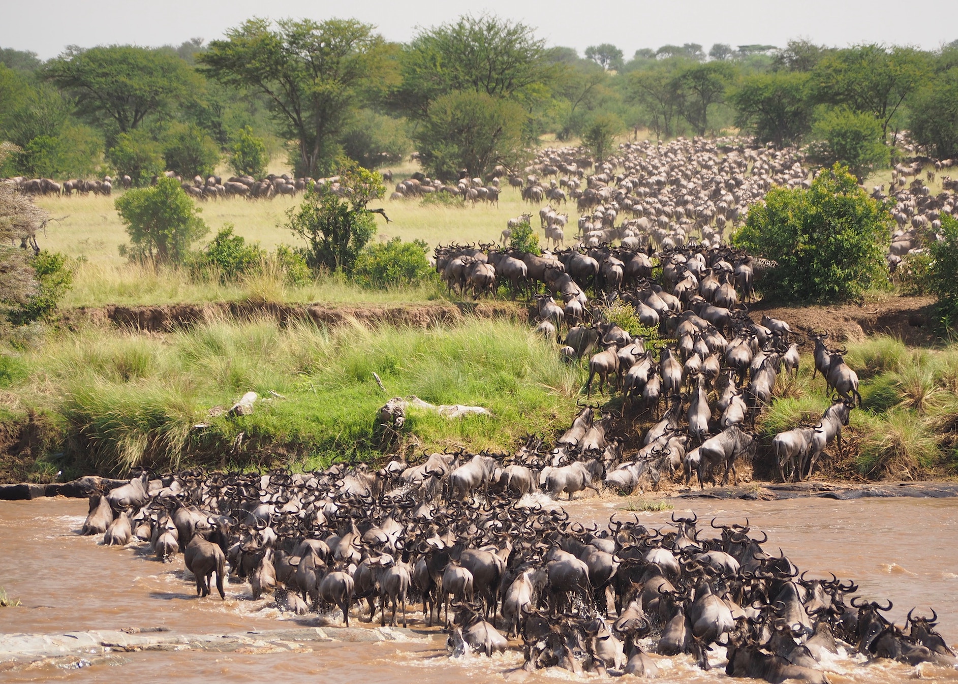 6-Days-Serengeti-Migration-Safari