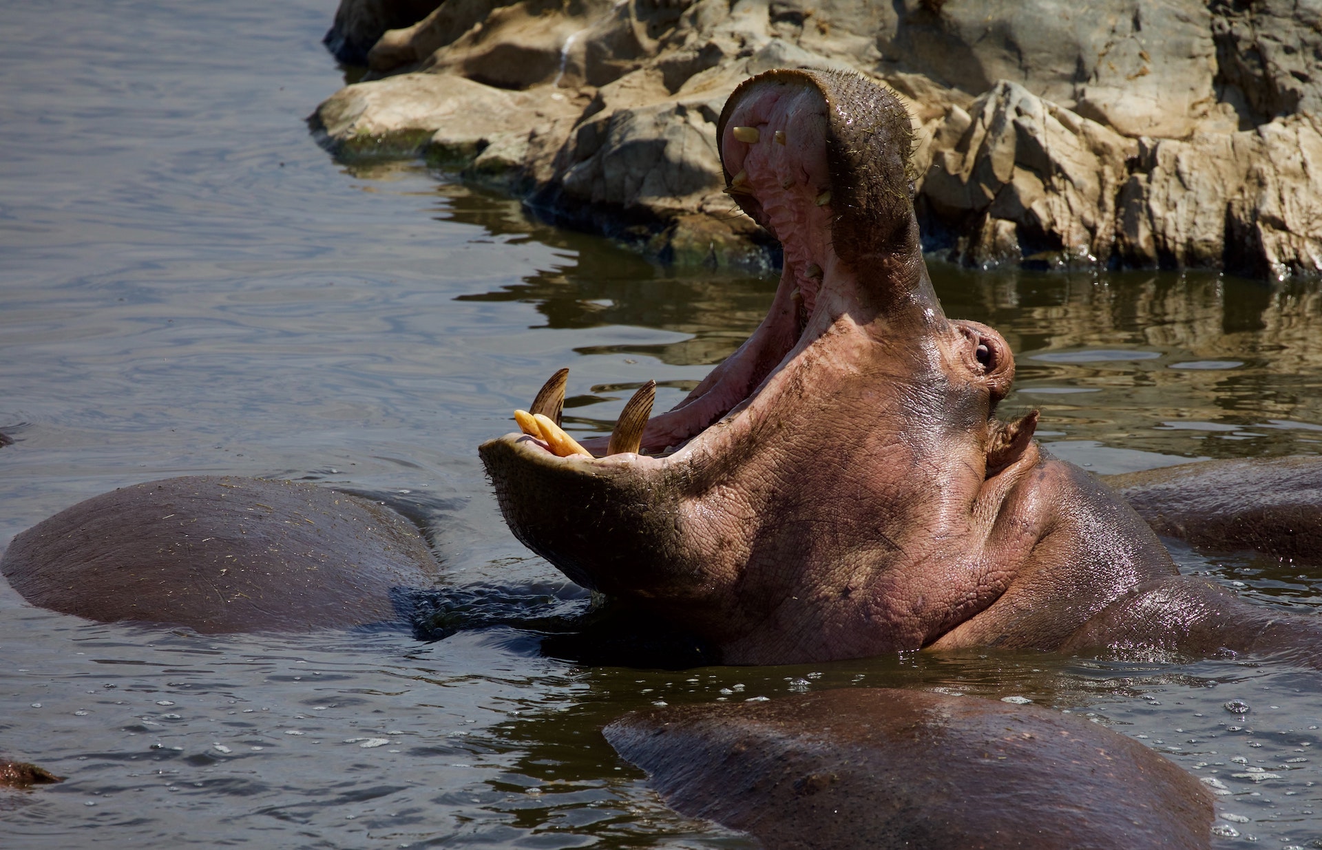 hippo ngorongoro