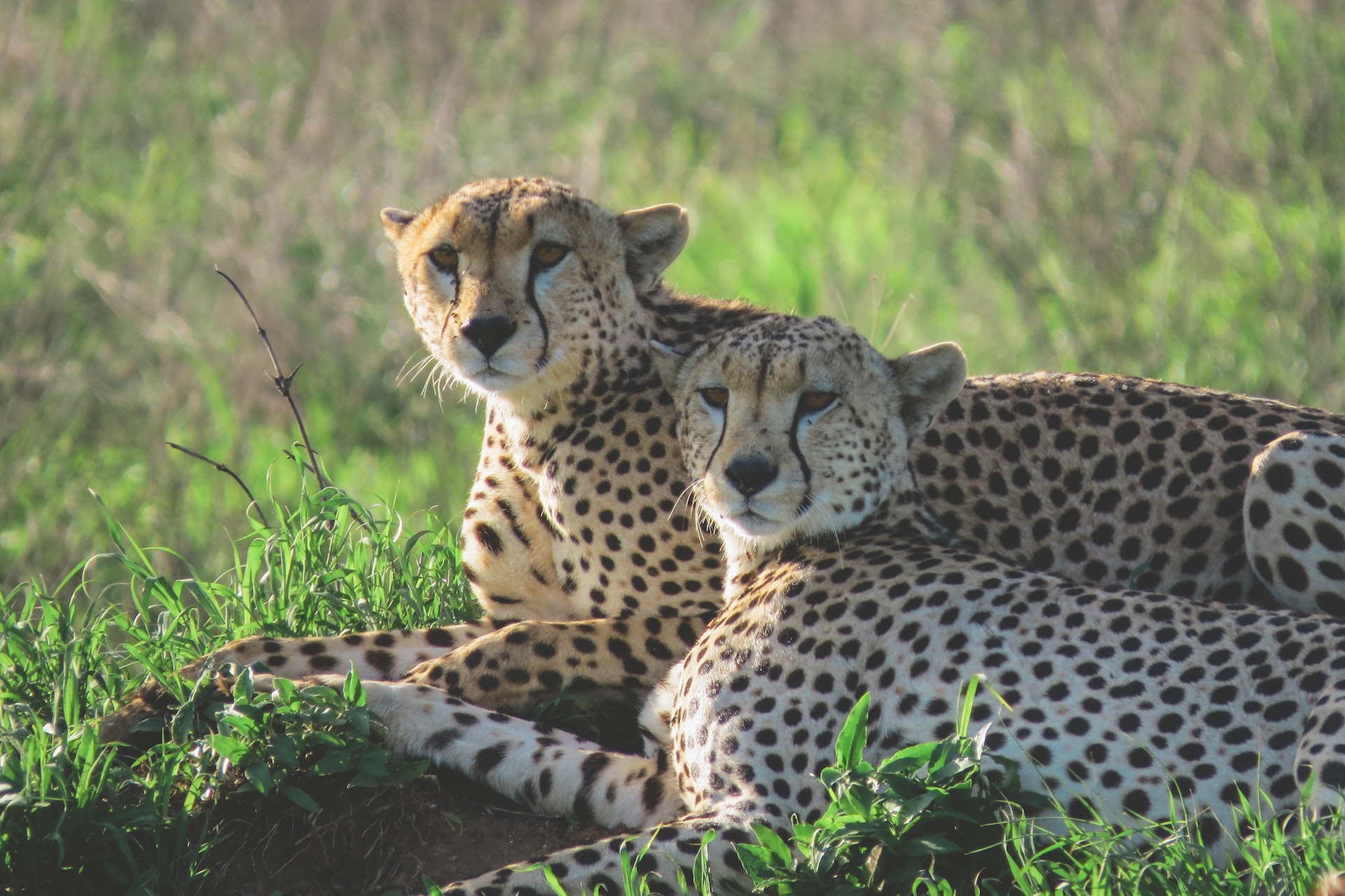 leopard family safari