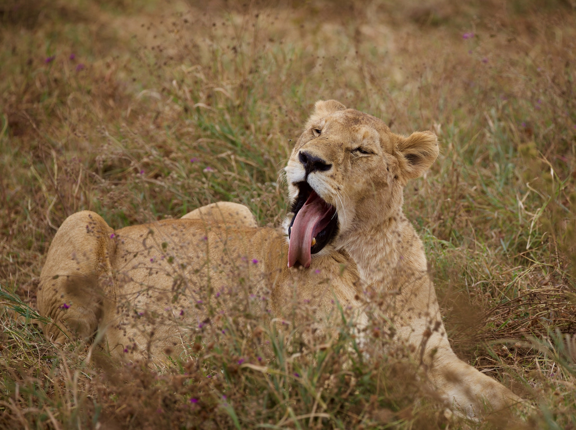 lions serengeti