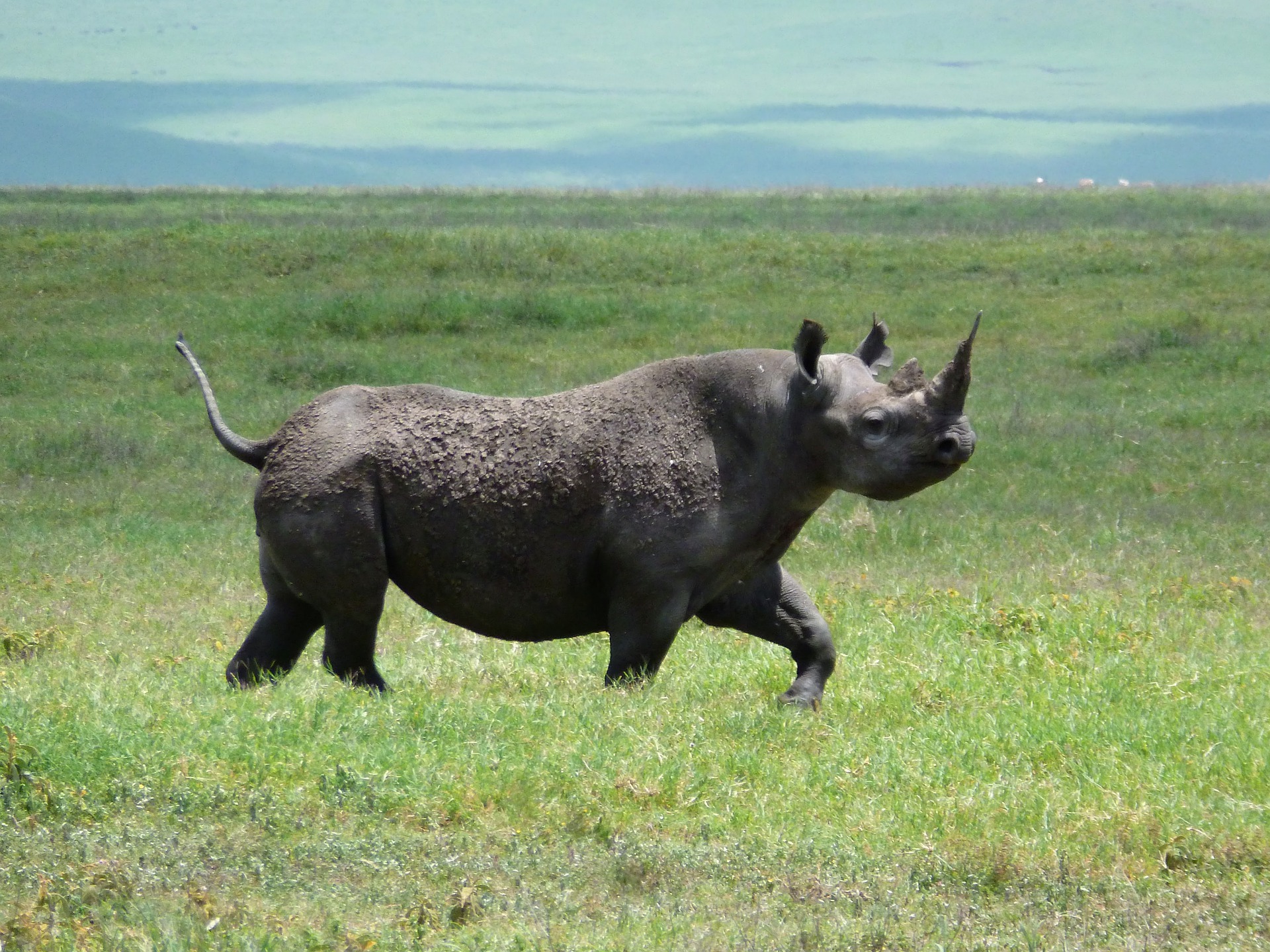 rhinoceros-5237390_1920